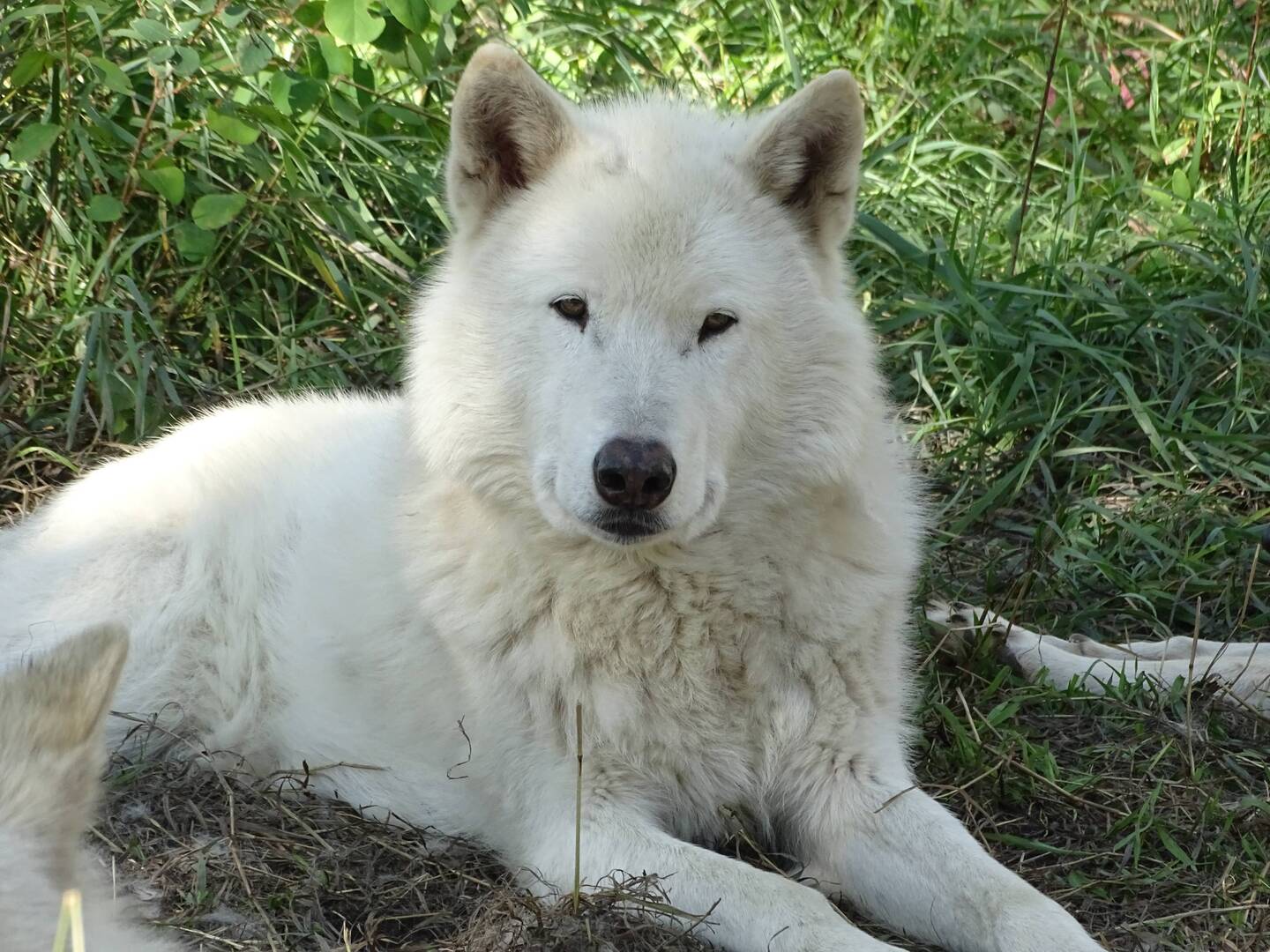 Wolfdogs from Yamnuska Wolfdog Sanctuary