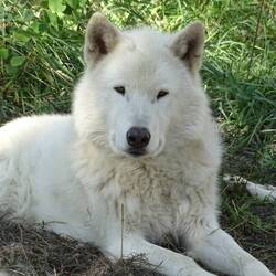 Wolfdogs from Yamnuska Wolfdog Sanctuary