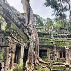 The trees and stones now mutually support one another.