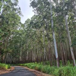 Eine Eukalyptus-Allee.