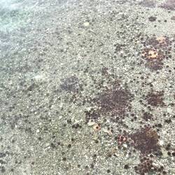 Des oursins par centaines pres de la plage derriere le restaurant