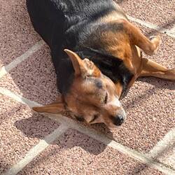 Chanel the winery dog