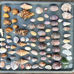 Some more beautiful shells we collected