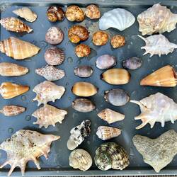 My happy place, collecting shells