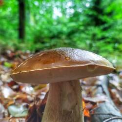 Der Fichtensteinpilz wandert mit mir mit