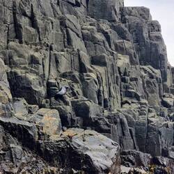 Can you spot the Fur seals?