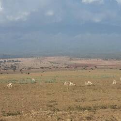 Die Antilopen am Kili