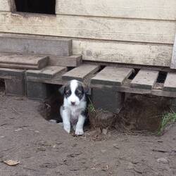 Sogar einen Wurf kleiner Welpen gab es, die sich aber meistens verkrochen 😅