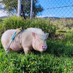 Wortwörtlich: das arme angeleinte Schwein