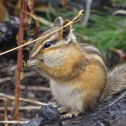 Golden-mantled Squirrel