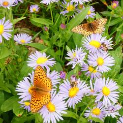 Pretty as a flower, and a butterfly, and a bee