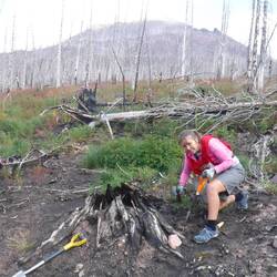 Following in my Mums and Dad's footsteps with pine planting
