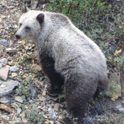 A larger pinup today - Mama Grizzly Bear