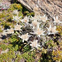 Nogle af Jackys mange Edelweiss!
