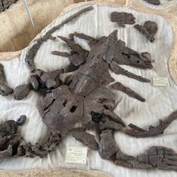 En ca 70 millioner år gammel skildpadde