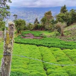 Viele Kräuter, v. a. verschiedene Minzarten werden in dieser Region angebaut