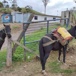 Die Pferde transportieren das Gefäß zum Spritzen