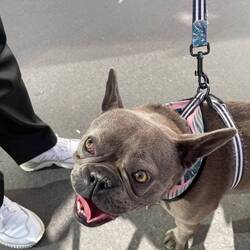 Pandora - a very friendly dog!