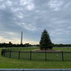 The White house christmas tree