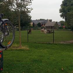 Ried - Miiten im Dorf mit Alpakas