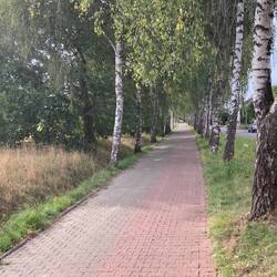 Birkenallee am R1 bei Detmold