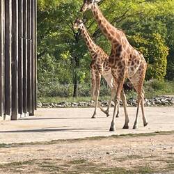 We were surprised to see Giraffes