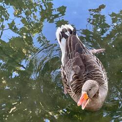 Goose asking for food
