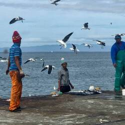 Harbour at St Helena