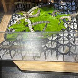 Silk worms feasting on the mulberry leaves