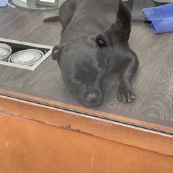 How much is that doggy in the window