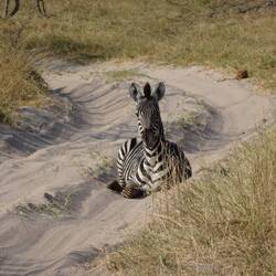 Zebra auf der Fahrbahn