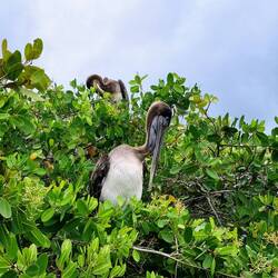 Pelikane in der Nähe des Fischmarkts