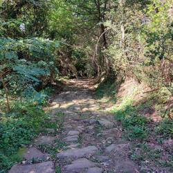 Cobbled forest path...