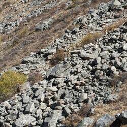 Findet den Steinbock.