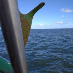 Mit der Möwe auf Krabbenfang