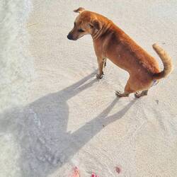 Buddy! Überall ganz viele Straßenhunde 🥺