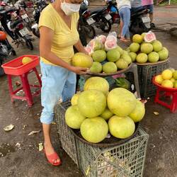 These are the buggest Pomelo's I've EVER seen!