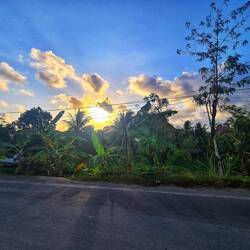 Heimweg... Wunderschöne Palmenstraßen