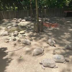 Der var også skildpadder (se video for at se Simon som skilpadde hvisker)