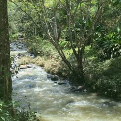 En lille side flod i den botaniske have