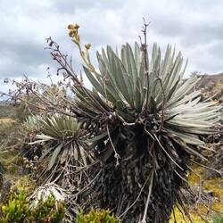 Das typische Gewächs dort - Frailejones