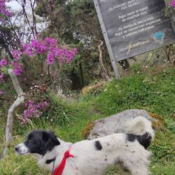 Mausi hat sich einiges im Gebüsch eingefangen