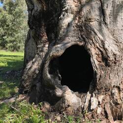 Warrumbungle State Forest