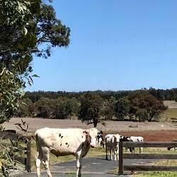 You're not supposed to be on this side of the gate Mr Cow