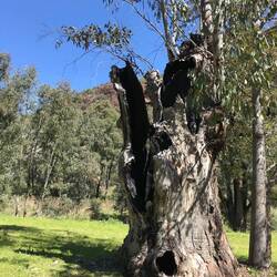 Warrumbungle State Forest
