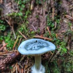 Grüner Anistrichterling (toller Geruch)