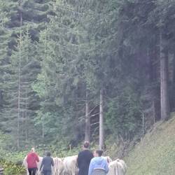 Bei Weiterfahrt Stau Almabtrieb😂