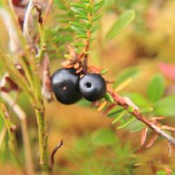 Schwarze Krähenbeere