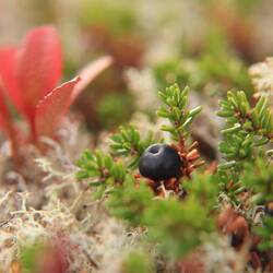 Schwarze Krähenbeere