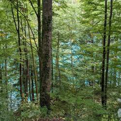 A Bavarian forest with the Alpsee in the background